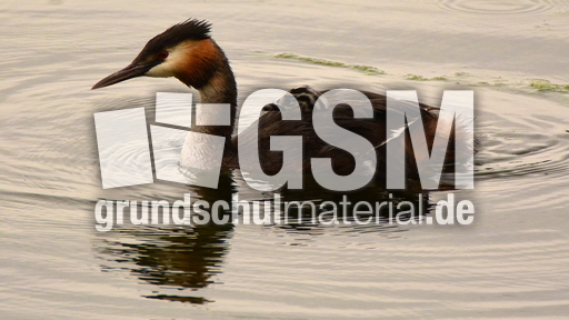 Haubentaucher (13).JPG